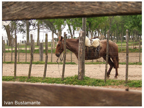 Horse in Uruguay Horse in Uruguay