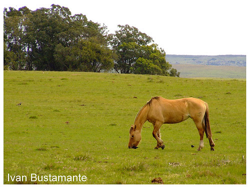 Horse in Uruguay Horse in Uruguay
