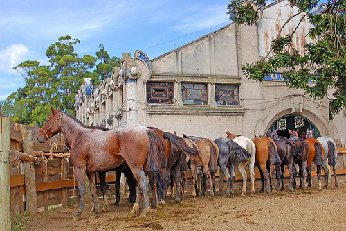 Horse in Uruguay Horse in Uruguay