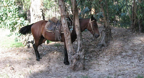 Horse in Uruguay Horse in Uruguay