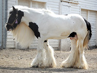 2009 Gypsy Horse World Show