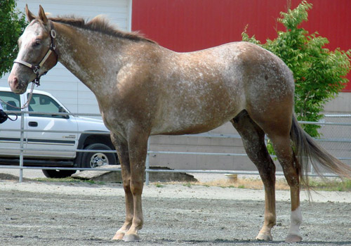 New arrivals in my herd! Varnish-roan