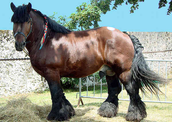 Ardennes Horse
