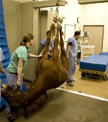 Vet Tech