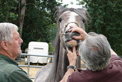horse with horse vet