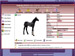  A Virtual Horse