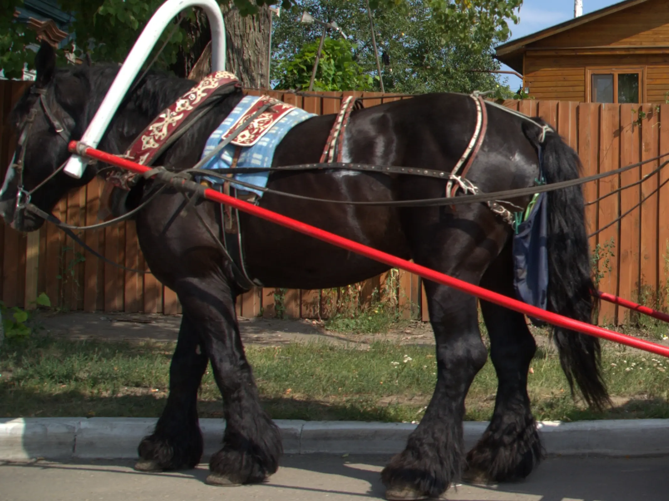 Vladimir Heavy Draft Horse