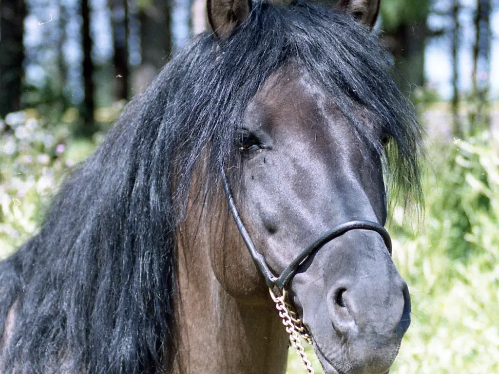 Vyatka Horse
