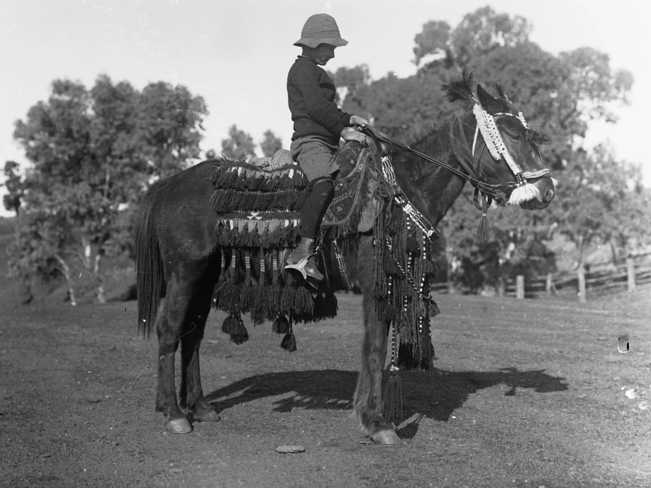 Australian Stock Horse