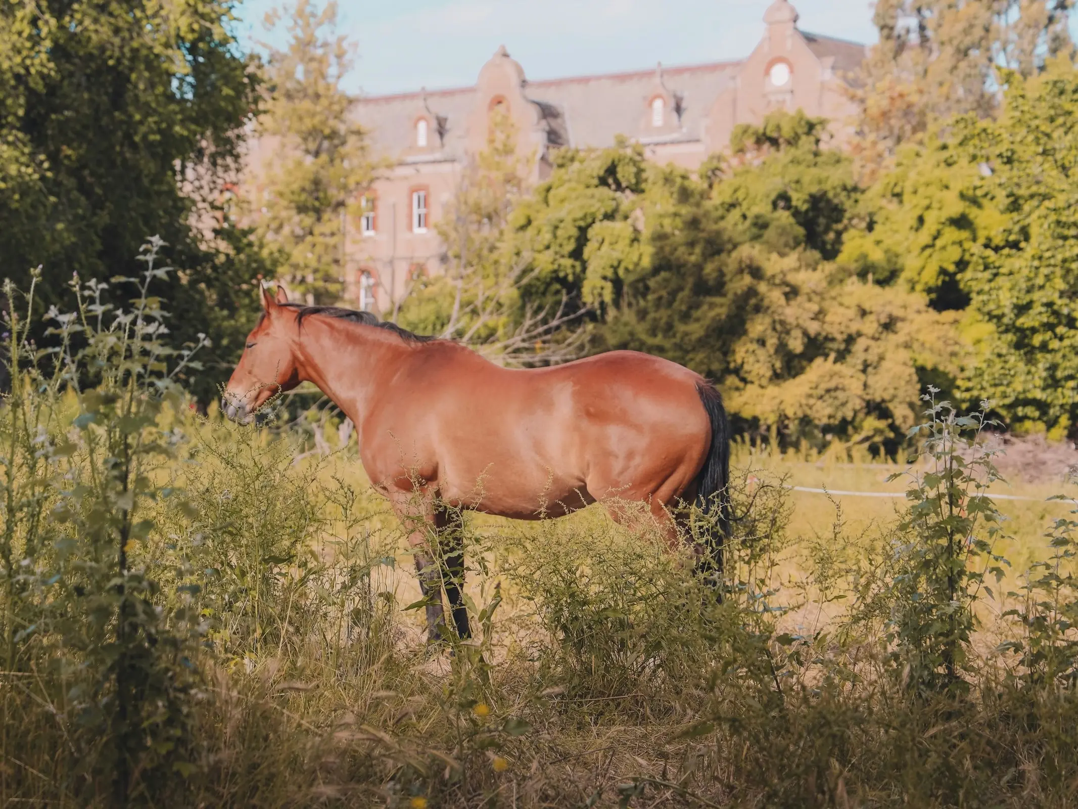 Australian Stock Horse