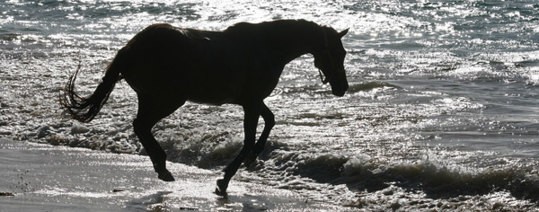 Horse running in the ocean horses running in water. Horse running in the ocean