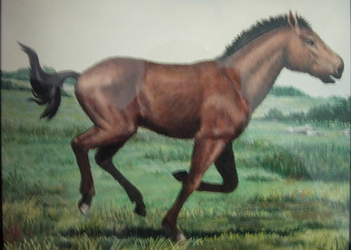 Western Horse or Equus Occidentalis