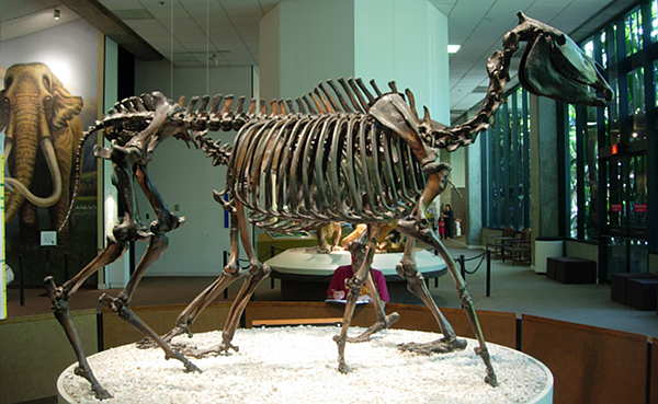 Western Horse or Equus Occidentalis