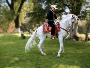 Western horse and rider