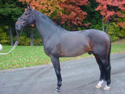 Westphalian Horse Westphalian Horse
