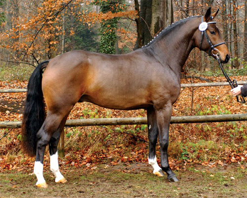 Westphalian Horse