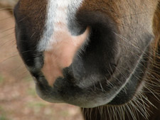 Horse Whiskers