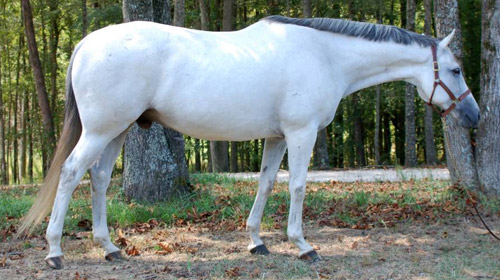 White Grey Horse White Grey Horse