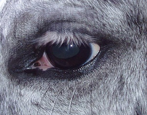 White Sclera Appaloosa White Sclera