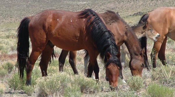 Wild Horses Grazing Wild horses grazing
