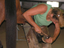 Donating her skills A horse with woman farrier