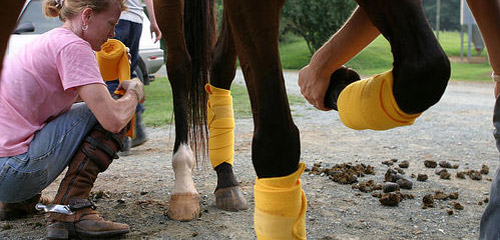 Leg wraps Woman wrapping horses legs