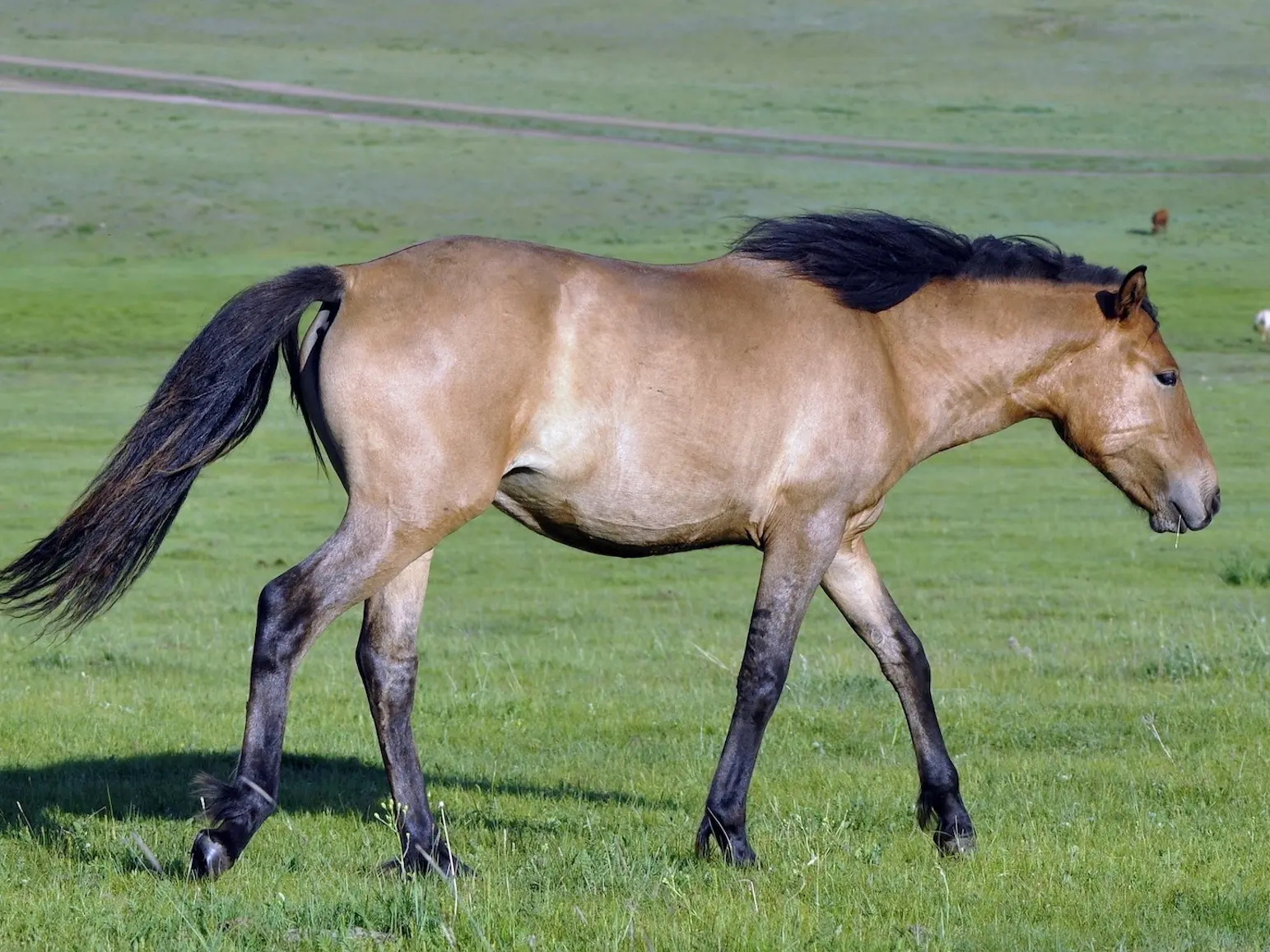 Yellow Dun