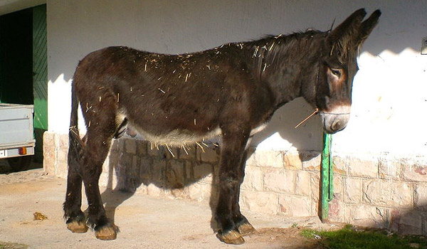 Zamorano-Leones Donkey