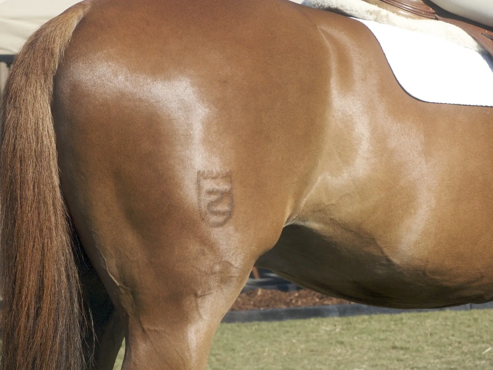 Zangersheide Horse