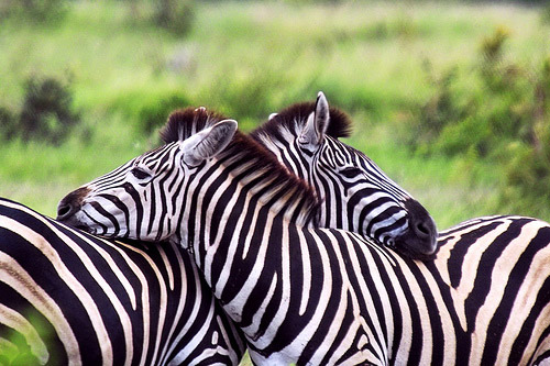 Zebra friends