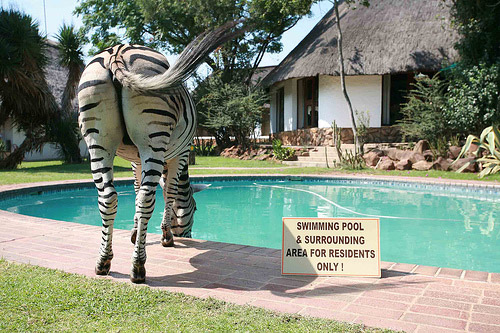 Zebra drinking from a swimming pool