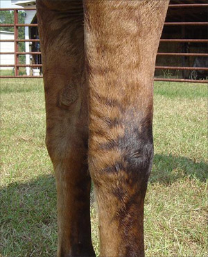 Zebra Stripes Zebra Stripes