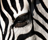 Zebra Stripes