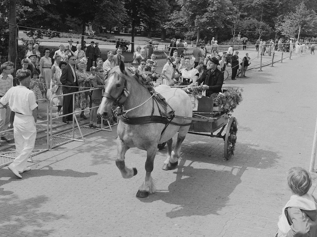 Zeeland Horse