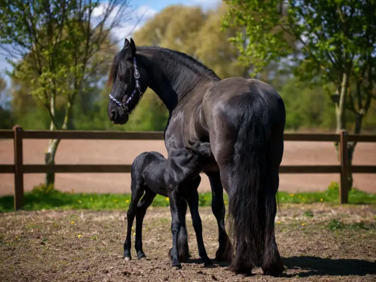 A black Friesian horse