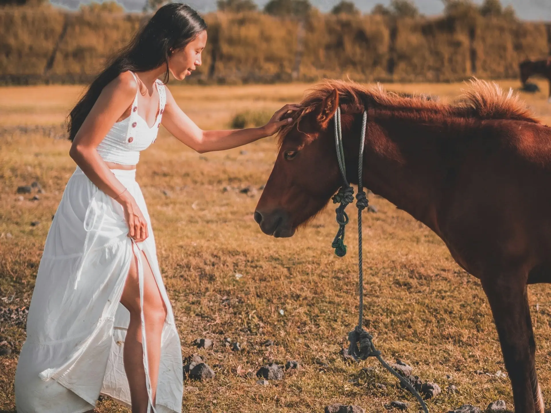 Bali Pony