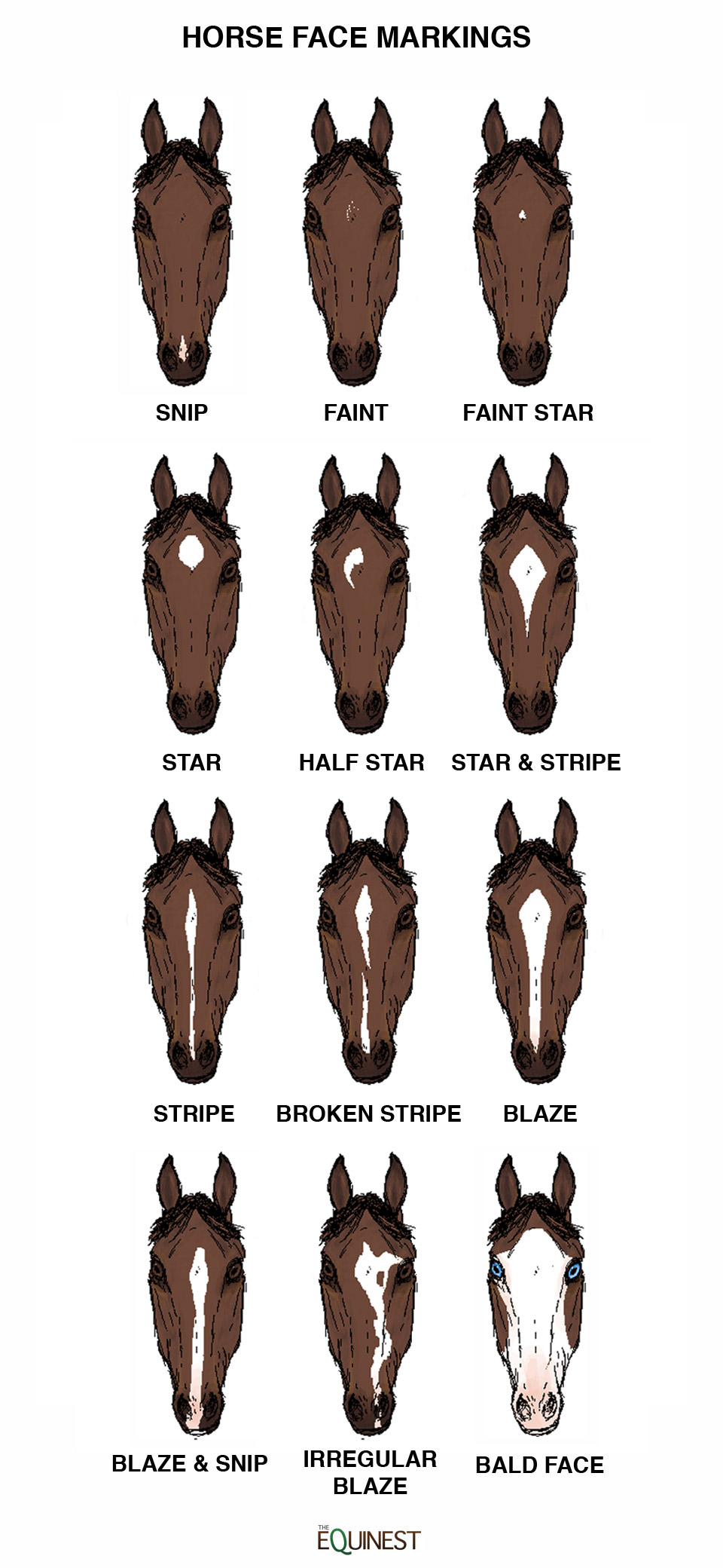 Quick Guide To Horse Face Markings The Equinest
